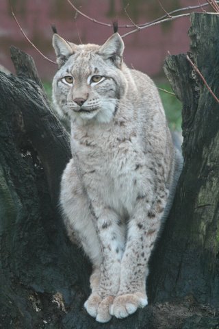 A large hot sale wild cat